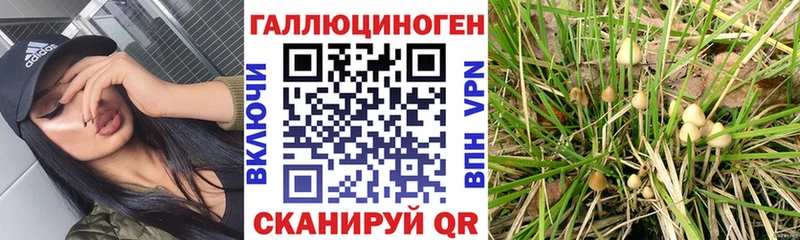 Галлюциногенные грибы Psilocybe  даркнет сайт  Ульяновск 
